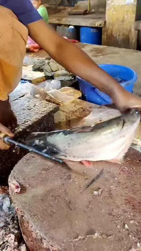 Panga peixe: origem, tipos, características, reprodução, alimentação, habitat e tipos de iscas