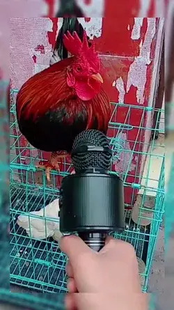 🎤🦟🐔