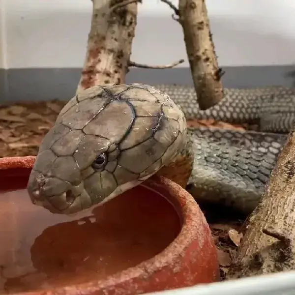 king cobra 🐍 quench his thirst