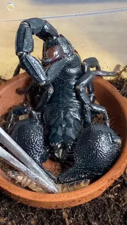 This is my male Emperor scorpion (Pandinus imperator) Achilles, enjoying a super worm for dinner!