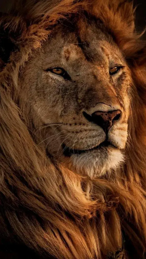 lion