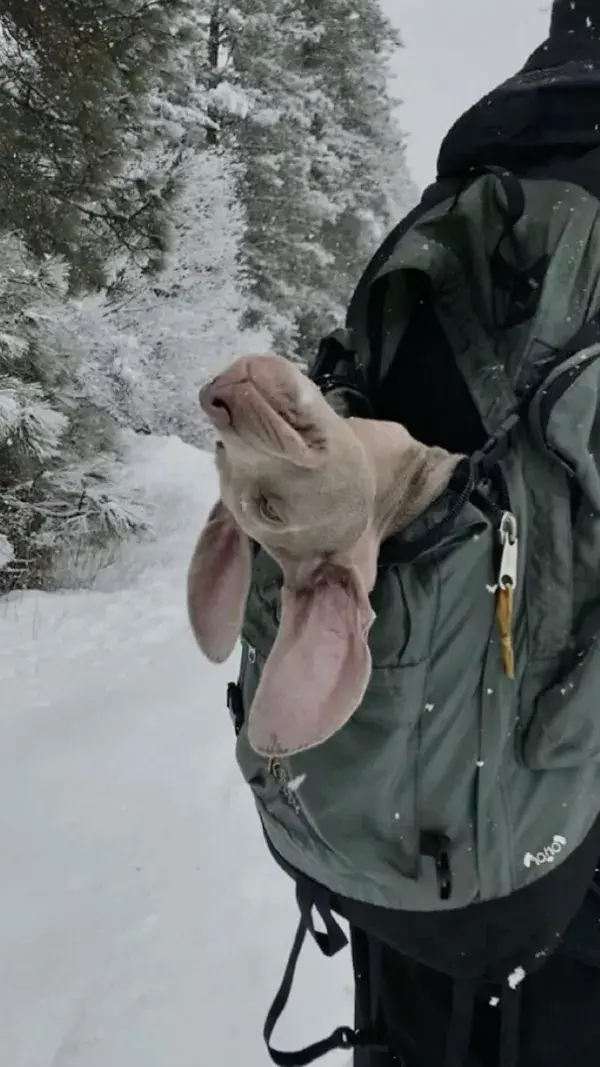 Weimaraner | Dogs | Puppy