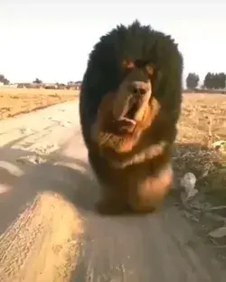 "The Mysterious Origins of the Tibetan Mastiff: Tracing Their Roots Back Thousands of Years"