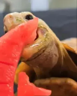 Turtle eating watermelon