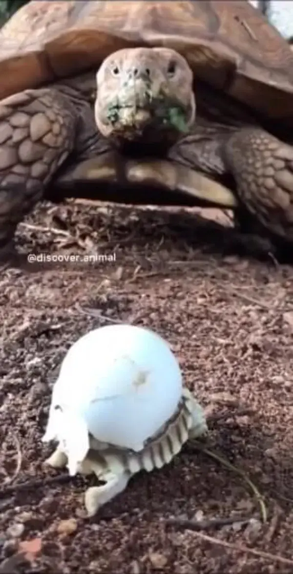 Mommy with her newborn baby 🐢❤️