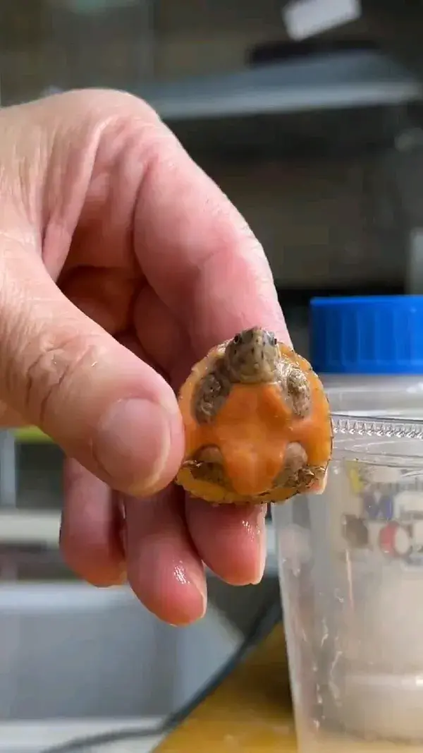 Baby turtle caring and cleaning