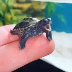 Baby Turtle Tank