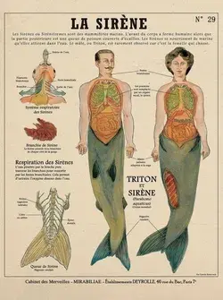 Anatomy of the Siren from Panafieu & Renversade's "Créatures fantastiques"