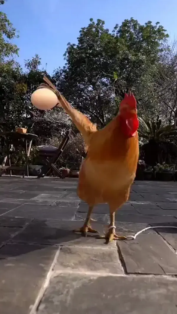 funny chicken video