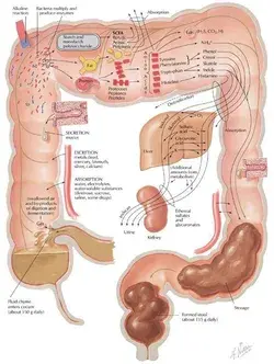 #Muscle #Anatomy #Physiology #Health #Fitness #Training #Muscle #Bone #Body #Organs 