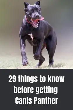 29 Questions to Consider Before Getting A Canis Panther