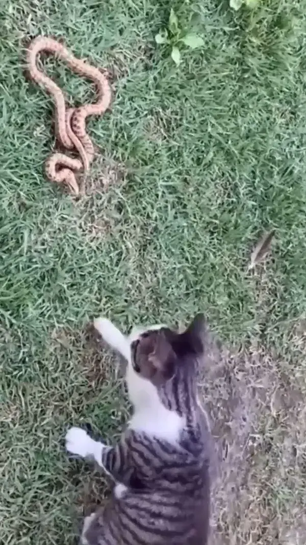 cat & snake real war