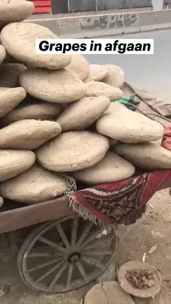 Grapes in afgaan --- In Afghanistan the grapes are stored of upto six month ، keep fresh in air tigh