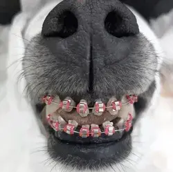 dog with braces