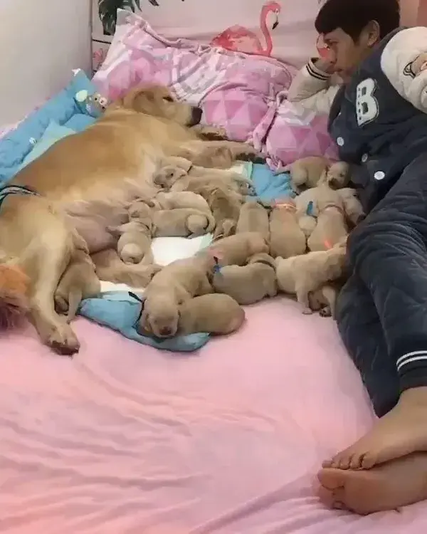 Dats A Lotta Puppies!