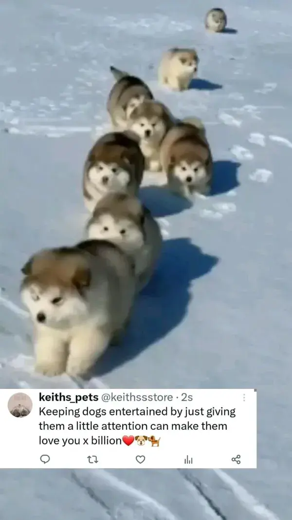 aren't they cute? dogs having a run in the snow🐶🐕❤