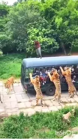 Tiger vs Humen