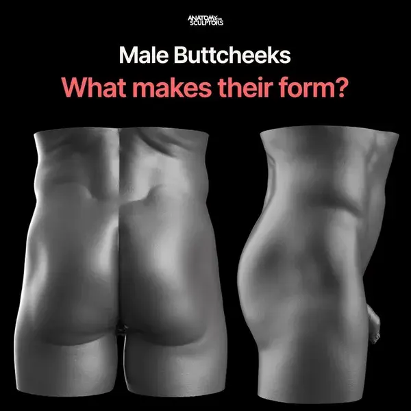 Male Buttcheeks - Form