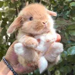 bunny 🐰