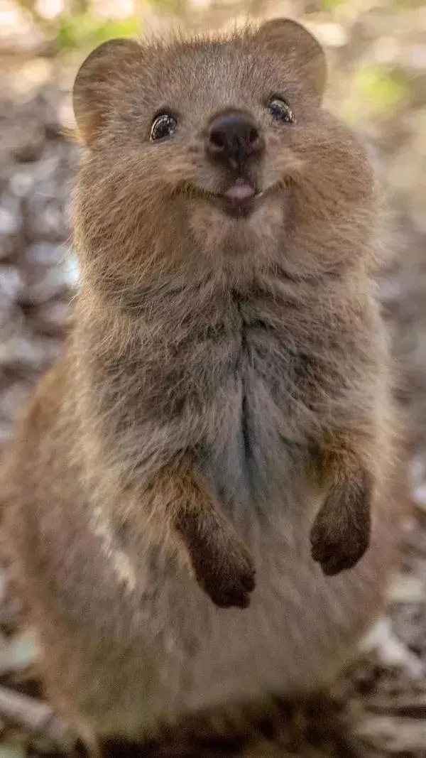 Don't Miss Video! Check Out These Adorable Quokka Pictures That Will Make You Smile - Animal Tattoo