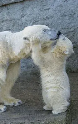 Modern polar bear | beautiful bear of the year |  beautiful snow bear