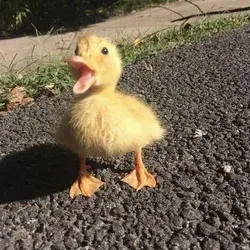 Duck saying hello