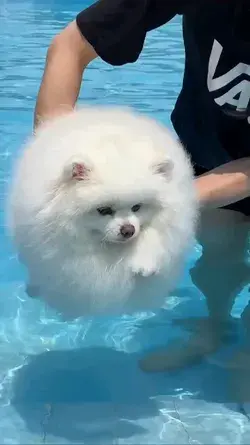 Cute puppy swiming ❤️