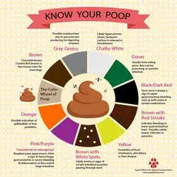 Poop Color Wheel