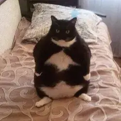 Chonk