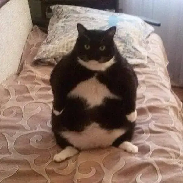 Chonk