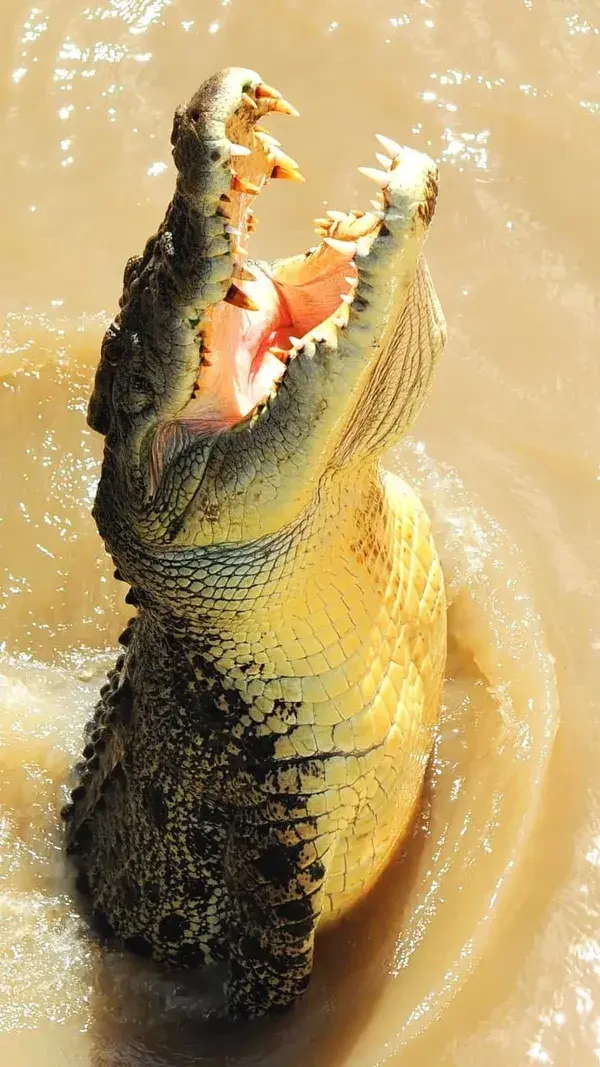 Nature's Predators: Incredible Facts About Crocodiles - Reptiles Animal Tattoo Nature Aesthetic Wild