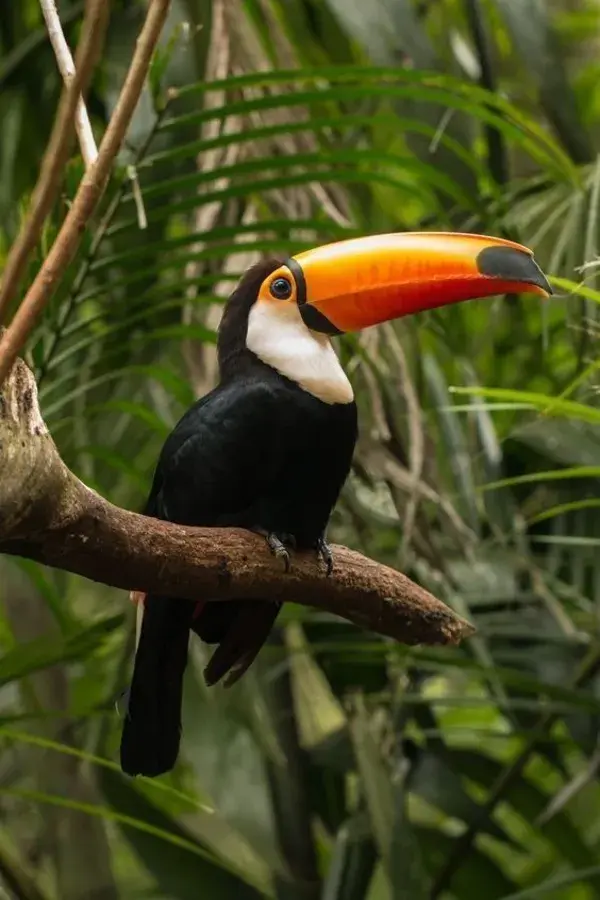 Beyond Stunning Pictures: Watch Video for Intriguing Toucan Facts - birds tattoo animals wallpapers