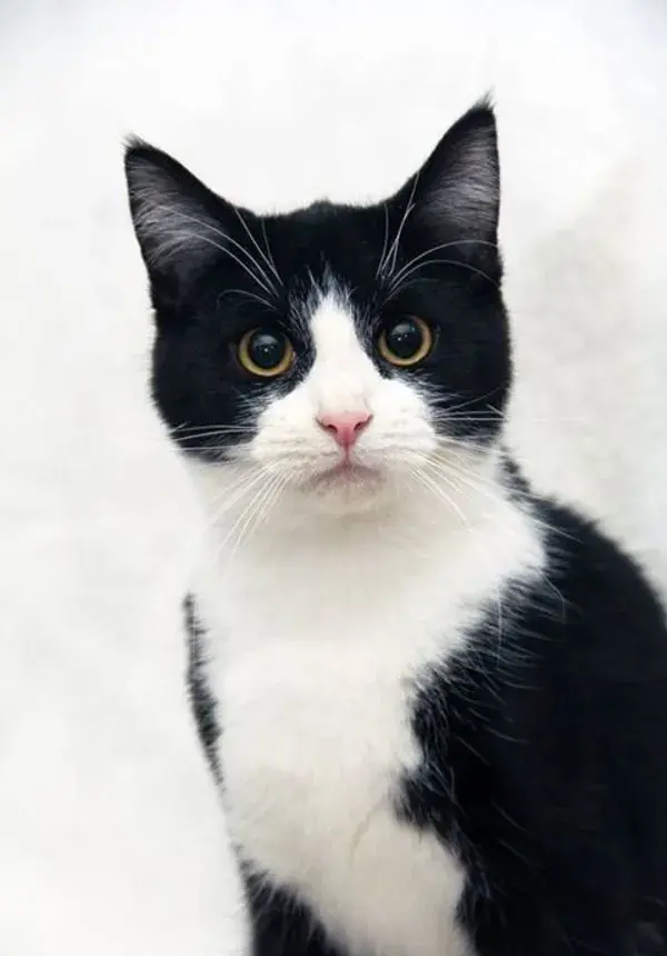 tuxedo cat pet cute cat drawing cat lover cute cats pictures funny cat videos cat aesthetic photos