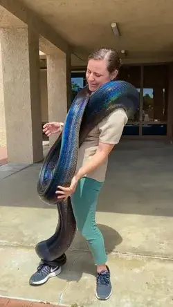 The Rainbow Python snake