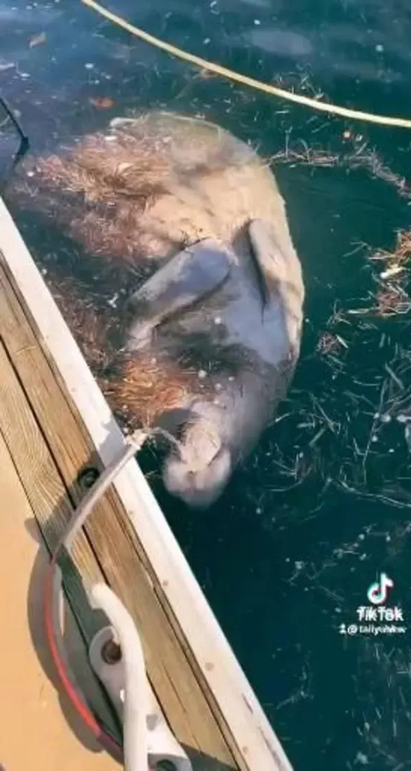 Sweet Manatee