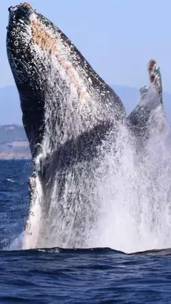 CRC-18811 Chewy the humpback breaching