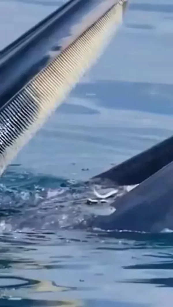 A Sei Whale  feeding...  Pretty amazing!