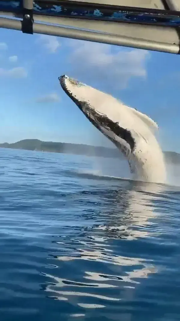 When the boys went out for a day on the water in The Whitsundays, Queensland, Australia