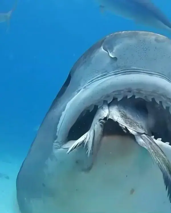 Look at the teeth on this tiger shark!😳🌎