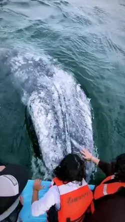 Majestic whale