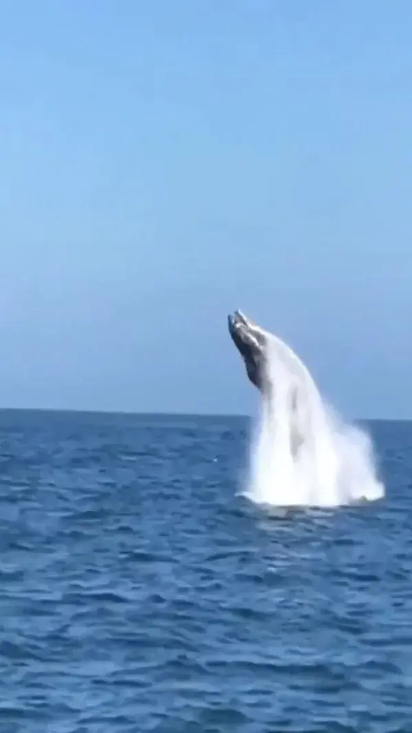 How to clean up the barnacles from watching whales