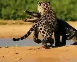 Jaguar vs crocodilo