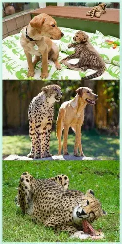 Leopard and dog