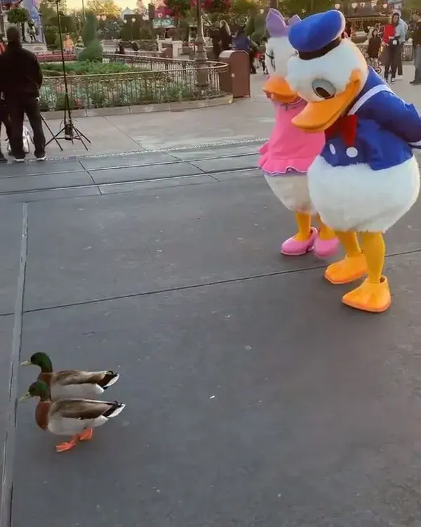 Disney Ducks 