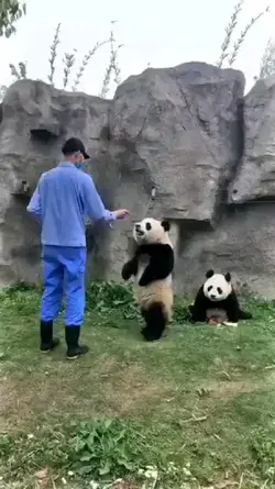 Please one bite 🐼🐼😂😂