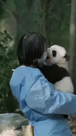 Adorable Baby Panda