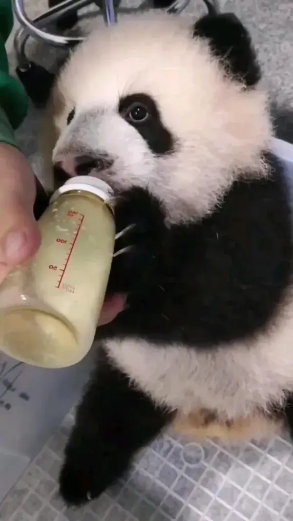 Cute Panda Baby