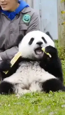 Cute Baby Panda eating 🐼🐼😍😍