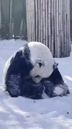 Cute Giant Panda Rolling in the snow
