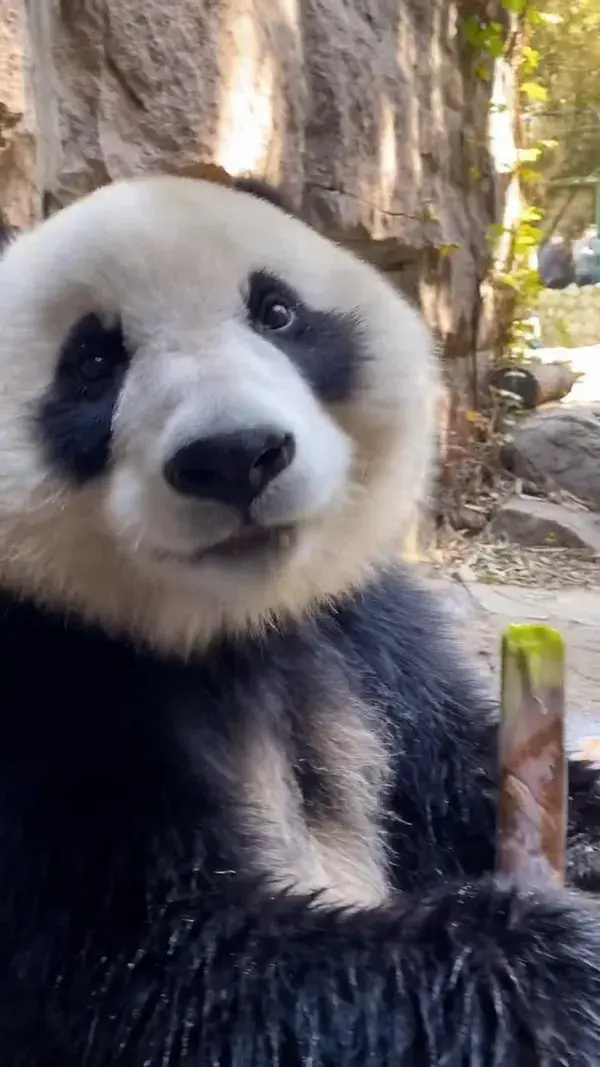 Panda eating bamboo